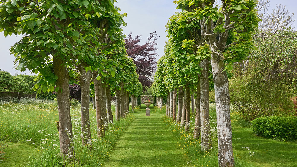 The lime walk is one of the features of the garden 