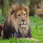 Lions of longleat