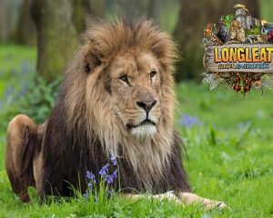 The lions at Longleat are a popular family day out from Somerset Manor