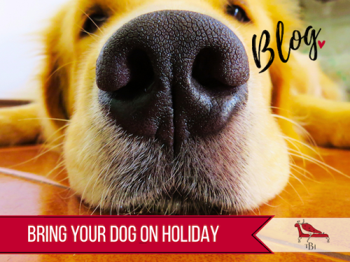More of us than ever are holidaying with our dogs. Find out which of our big houses are best for you, and what to know before you bring your dog on a group getaway.