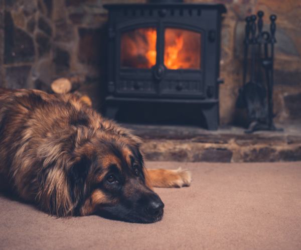 A dog resting by the fireside in the drawing room of a large country house