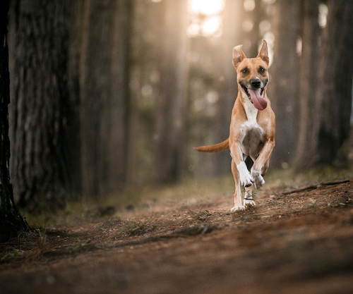 The Big House Co Large House holiday with dog walks A happy dog running through woodlands with the light shining between the trees, the dogs ears are up.