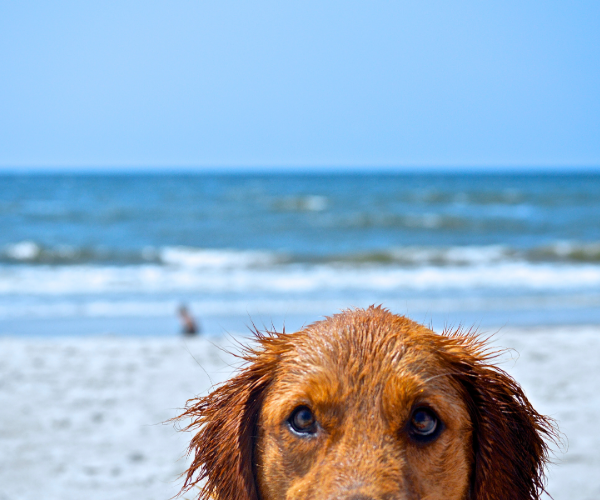 The Big House Co Large family house holiday weekend with dog A brown dog with brown eyes with blue sea and surf in the background.